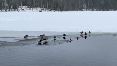 Porträtt på änder i Vanda, i februari 2022.