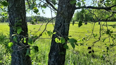 Storvuxen klibbal invid beteshage i Täktom. 