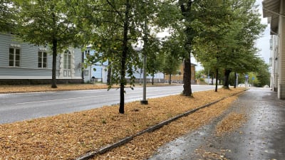Gula löv på marken och trattoaren på Alexandersgatan i Borgå. I bakgrunden Walter Runebergs ateljé.