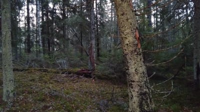 Gammal granskog i novembermörker. Grön mossa och kullfallna träd.