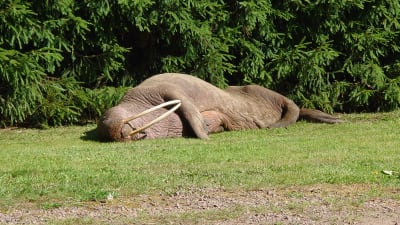 En valross ligger på en gräsmatta invid en granhäck.