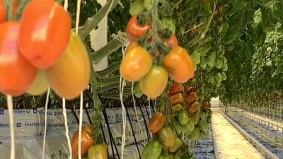 Tomater av olika mognadsgrad växer i växthus.