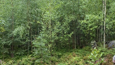 Skog där gallringen är starkt försenad
