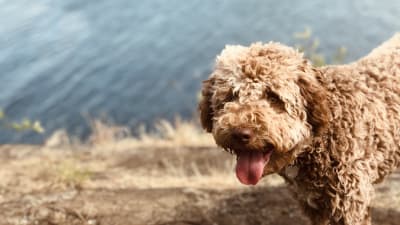 Vaaleanruskea lagotto romagnolo -rotuinen koira seisoo rannalla, taustalla virtaa vesi.