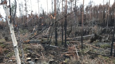Brända träd ligger huller om buller i skogen.
