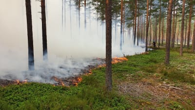 En bild från en markbrand. På bilden syns gräs och låg vegetation brinna och träd brinner. 