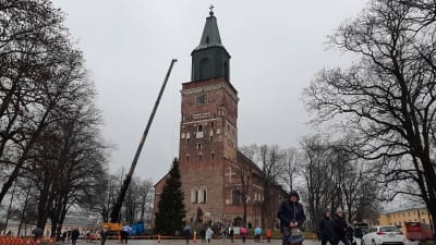 Domkyrkotorget i Åbo, julgran reses framför kyrkans trappor. 