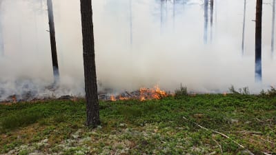 En bild från en markbrand. På bilden syns gräs och låg vegetation brinna och träd brinner. 