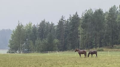 Hästar i regn