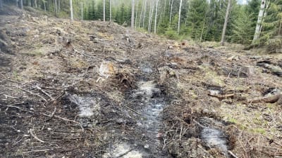 Ett kalhygge, skogsbottnen är brun och lerig, i bakgrunden växer skog.