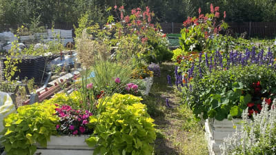 Trädgårdsväxter i Lovisa stads parkavdelnings depå