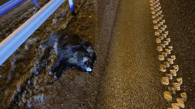 Ett överkört vildsvin som orsakade en seriekrock på Åboleden.