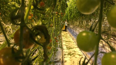 Tomaatteja kasvihuoneessa Närpiössä