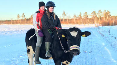 Irina Ala-Kopsala och Senja Meriläinen på kon Omena.