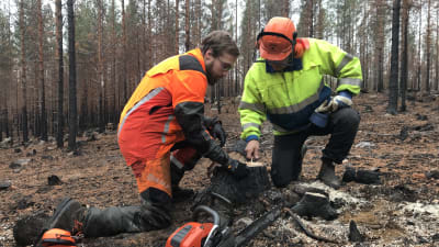 Två skogsarbetare med skyddsutrustning inspekterar en stubbe i en brandhärjad skog.