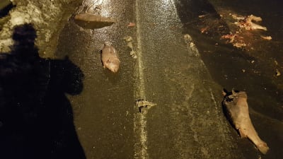 Döda fiskar på stamväg 183 på Kimitoön.