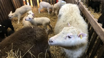 Två får och fem lamm.
