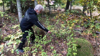 Puutarhaneuvos Arno Kasvi etsii kasveja Pehr Kalmin koepuutarhasta Turun Hirvensalossa.