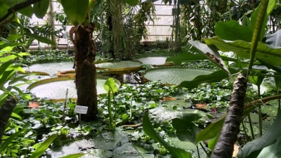 Den tropiska dammen i växthuset.