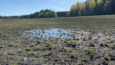 Vesilammikoita märällä kevätpellolla Sastamalassa.