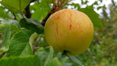 Rödstrimmigt äpple hänger på en gren
