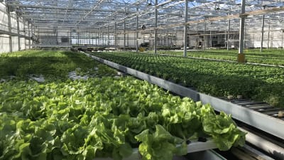 Salladsodling i växthus