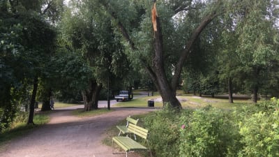 Träd i Tölöviksparken som brustit