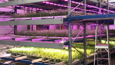  Vertikal odling i växthus