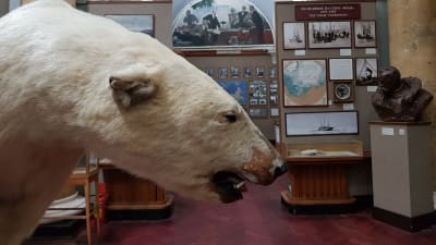 En uppstoppad isbjörn på museum i St Petersburg