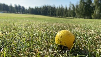 Närbild på en gul golfboll på gräsmatta.