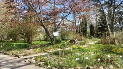 Blomsterrabatter och träd i botansiska trädgården.