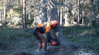 Skogshuggare med motorsåg i granskog.