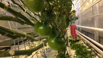 Gröna tomater i ett växthus.