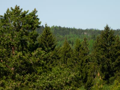 Bild tagen från en höjd av böljande skog