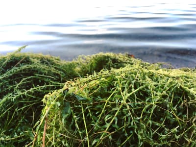 Gröna vattenväxter, vattenpest, har krattats upp på en strand.