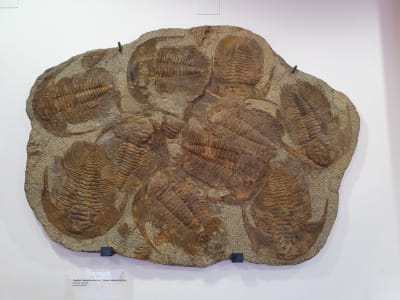 Fossiliserade trilobiter.