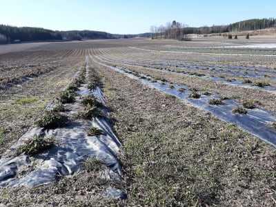 Rader av jordgubbsplantor i april 2021 på Rullarsby gård i Snappertuna. 