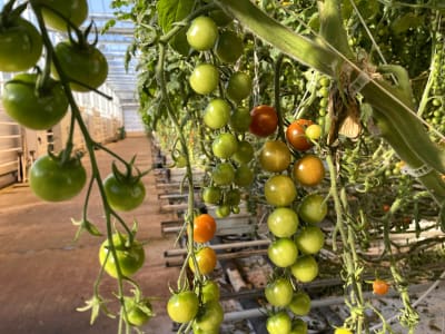 Ännu gröna tomater som mognar i ett växthus.