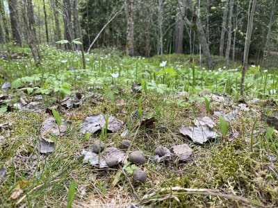 askgranulater i skog