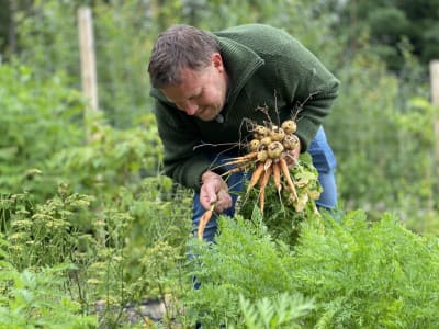 Michael Björklund plockar rotfrukter i en trädgård
