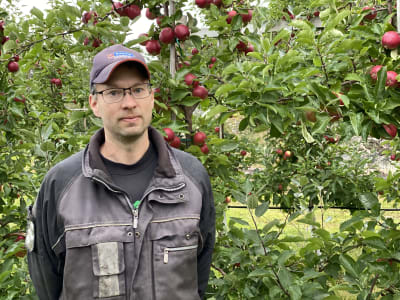 Man i arbetskläder och keps framför äppelträd med röda äpplen.