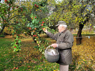 En man plockar äpplen i en trädgård.