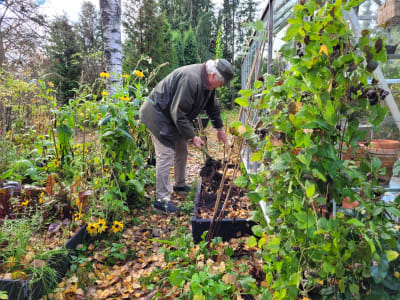 En man som gräver i en kruka intill ett växthus i sin trädgård.