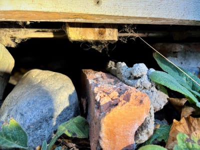 Mårdhundslurv har fastnat på en planka under ett hus.