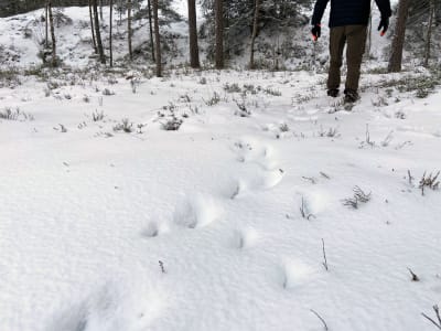 En man går omkring i en snöig skog, i snön syns fotspår av något djur.