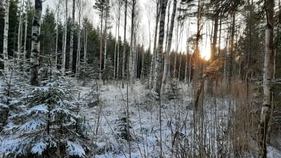 Täktomträsket i Hangö dikades i mitten av 1900-talet och nu växer där blandskog.