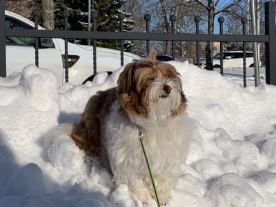 Liten vit hund sitter i snödriva och ser ut att njuta av solen.