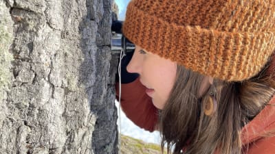 Ida Berg katsoo tammenrunkoa luuppin kanssa.