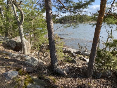 Levande och döda tallar och andra träd på en strand. Berg och stenar. Sol, vår.