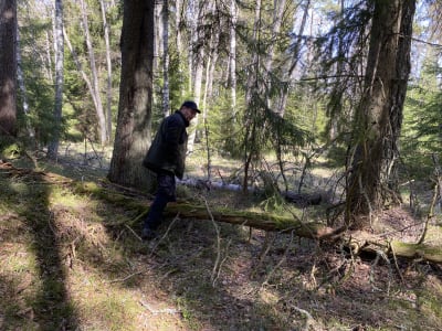 Johnny Sved, ansvarig för skogsbruksutbildningen vid YH Novia i Raseborg. En medelålders man med glasögon och  lite skägg går över en trädstam i skogen. Solsken.